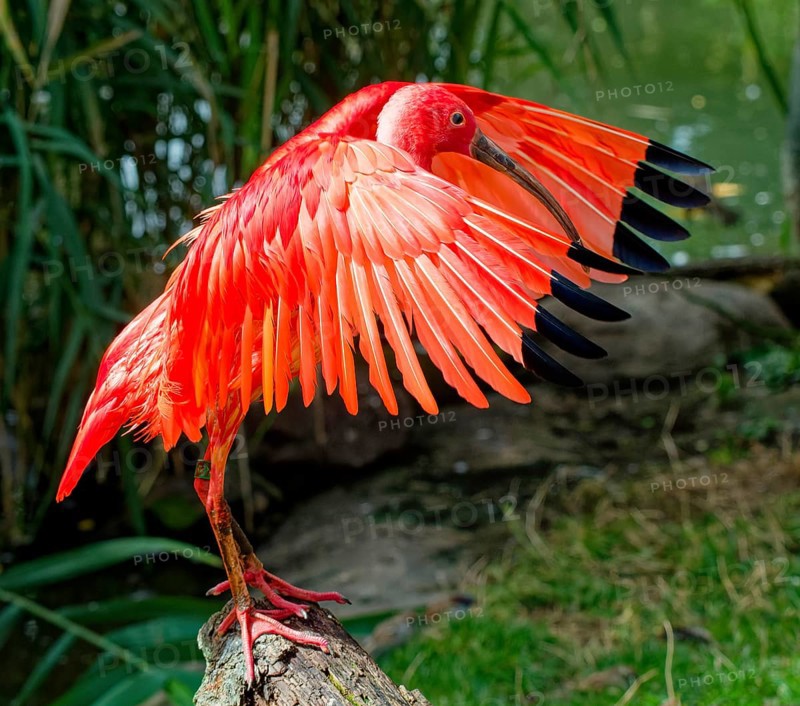 Scarlet ibises