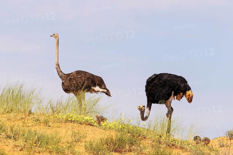 Ostrich