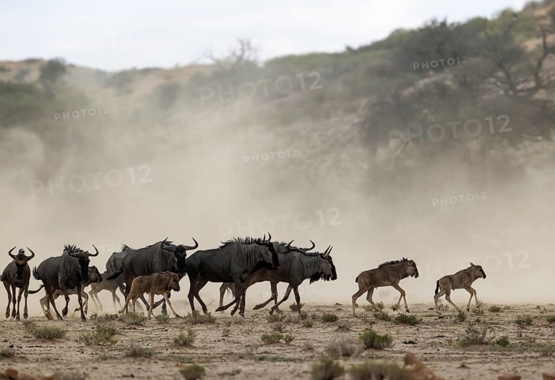 Blue Wildebeest