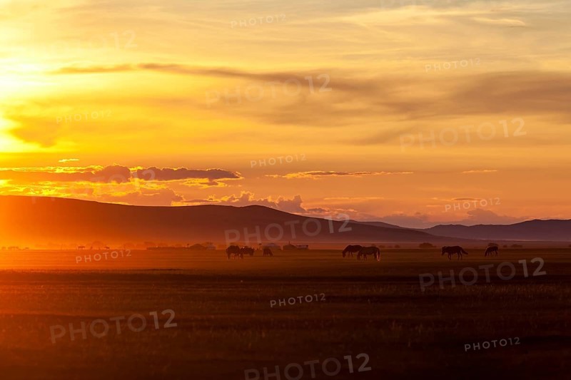 Grazing horses