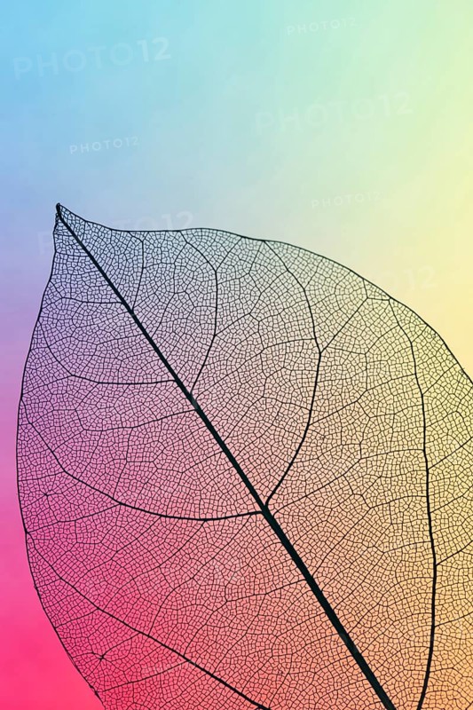 Vibrant colored transparent fall leaf