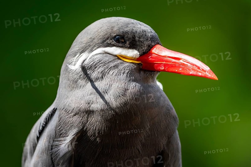 Inca Tern