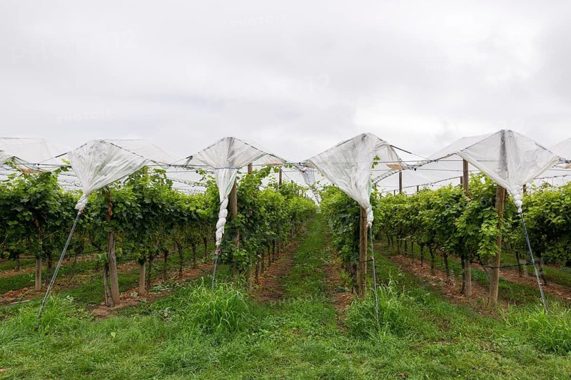 Vineyard covered with protective nets