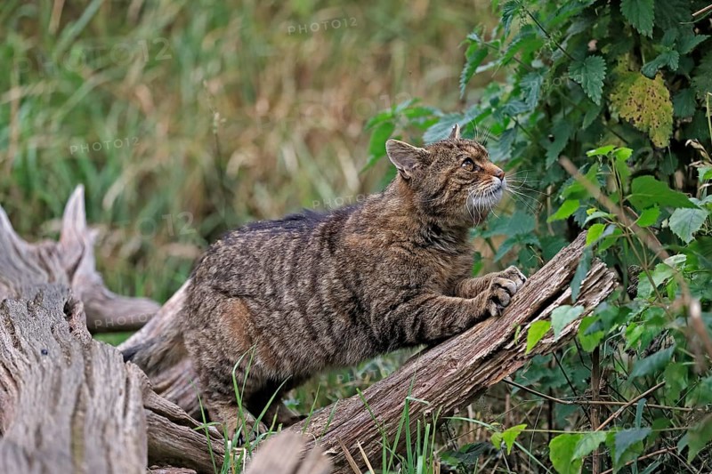European wildcat