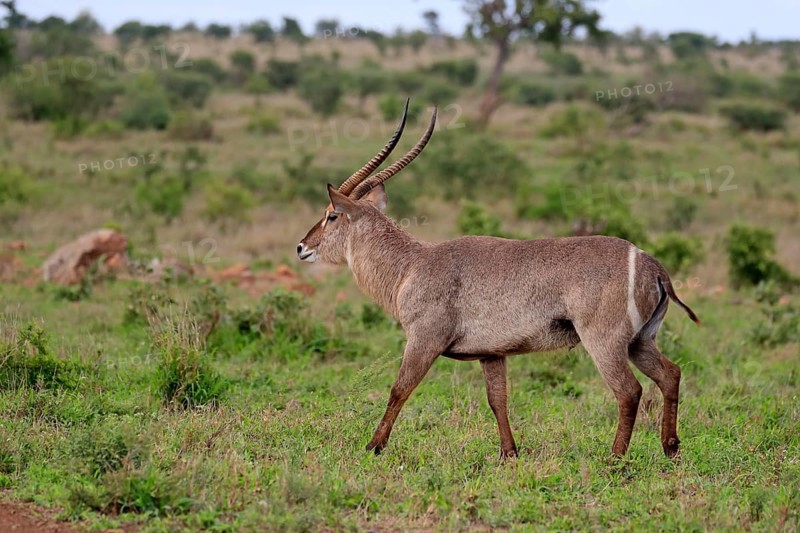 Ellipsen waterbuck
