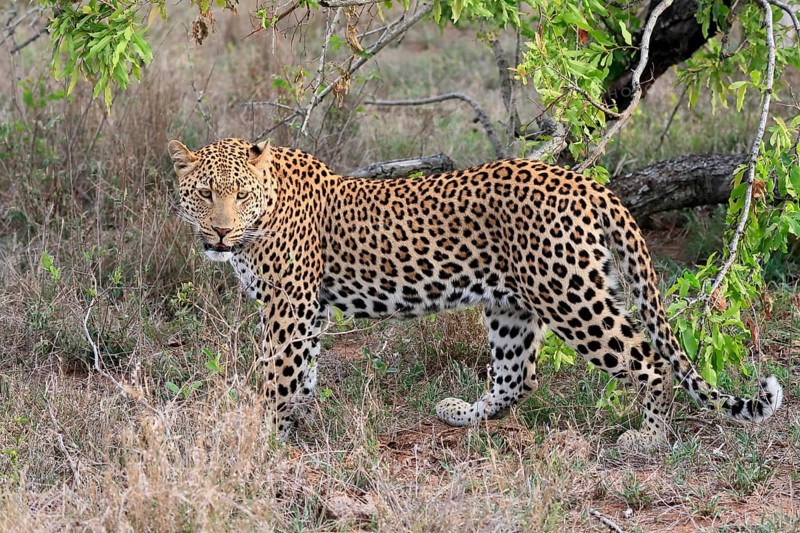 Leopard