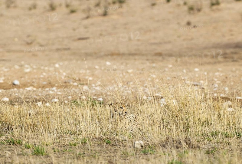 Cheetah