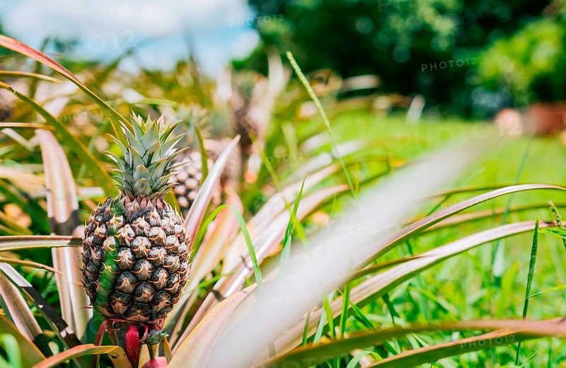 Tropical pineapples grown in a garden with copy space. Harvest season and cultivation of pineapples