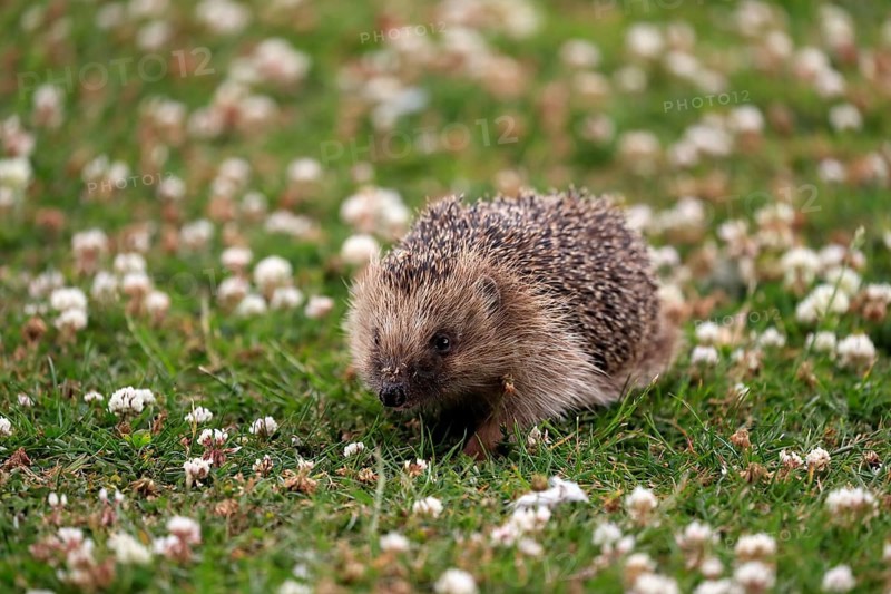 European hedgehog