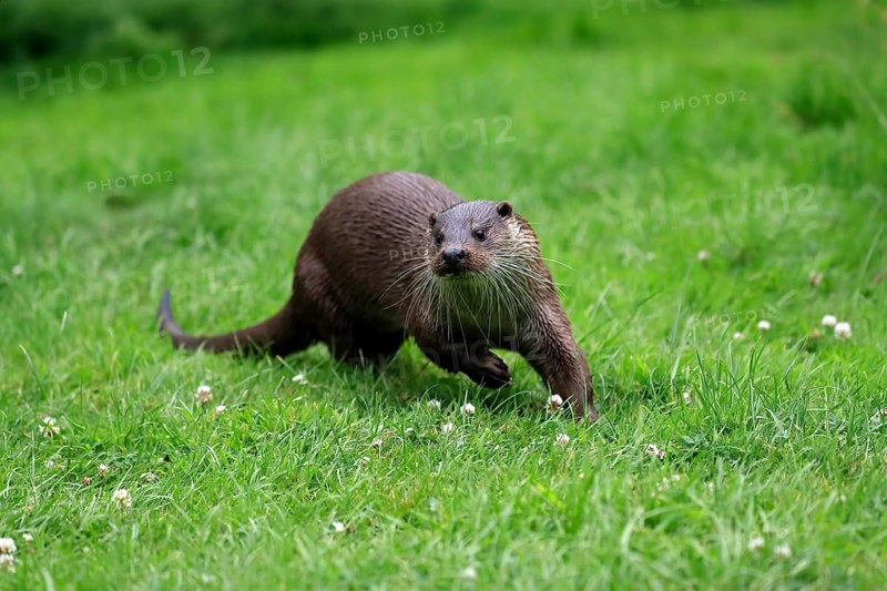 European otter