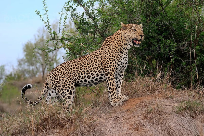 Leopard