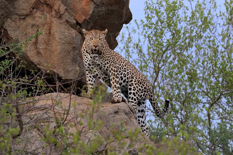 Leopard