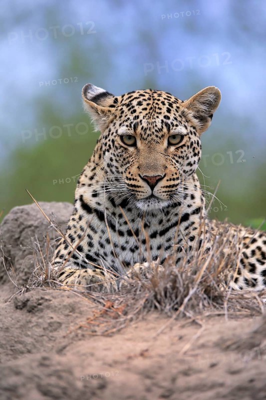 Leopard