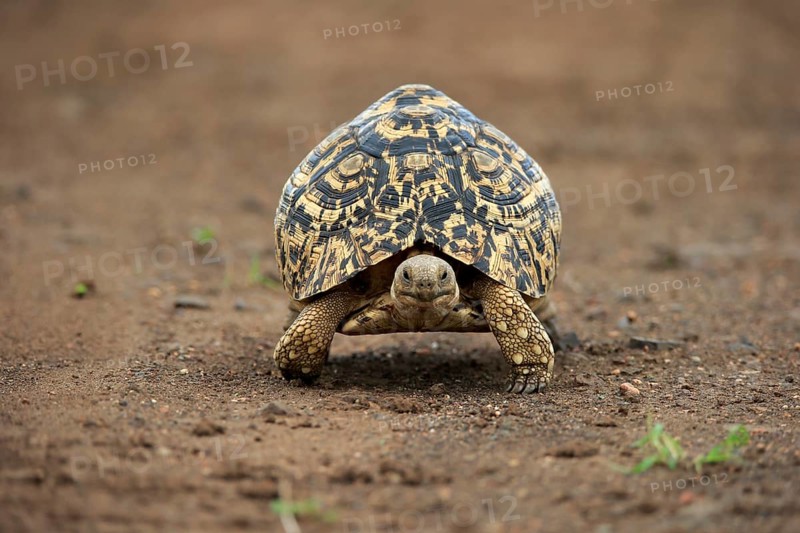 Leopard tortoise
