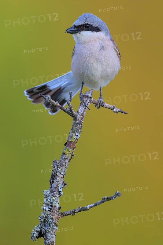 Red-backed Shrike