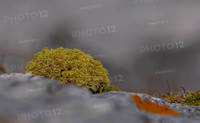 Yellow lichen on stone in macro