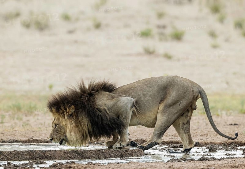 Lion