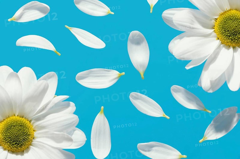 Top view spring daisies with petals