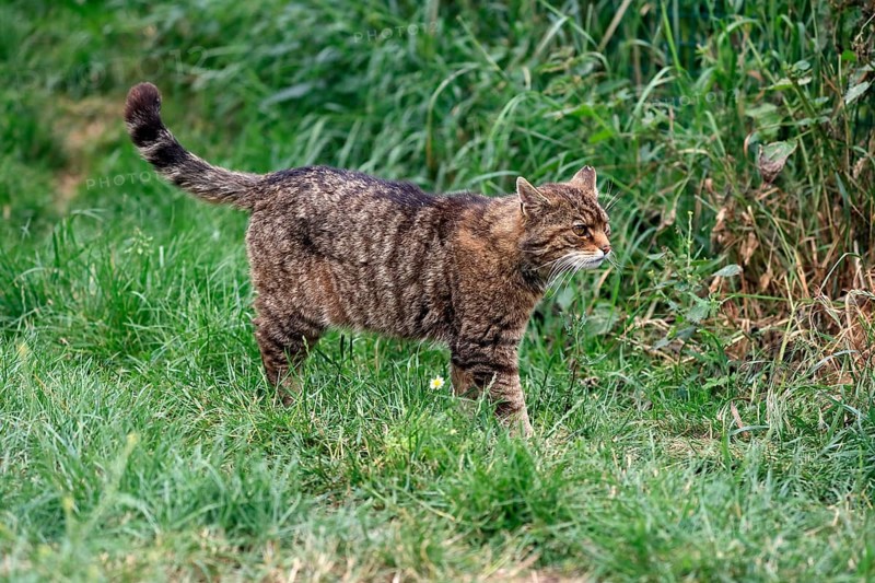 European wildcat