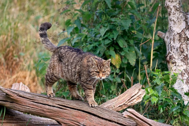 European wildcat