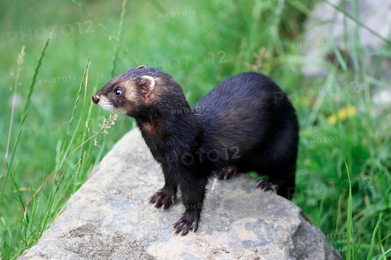 European polecat