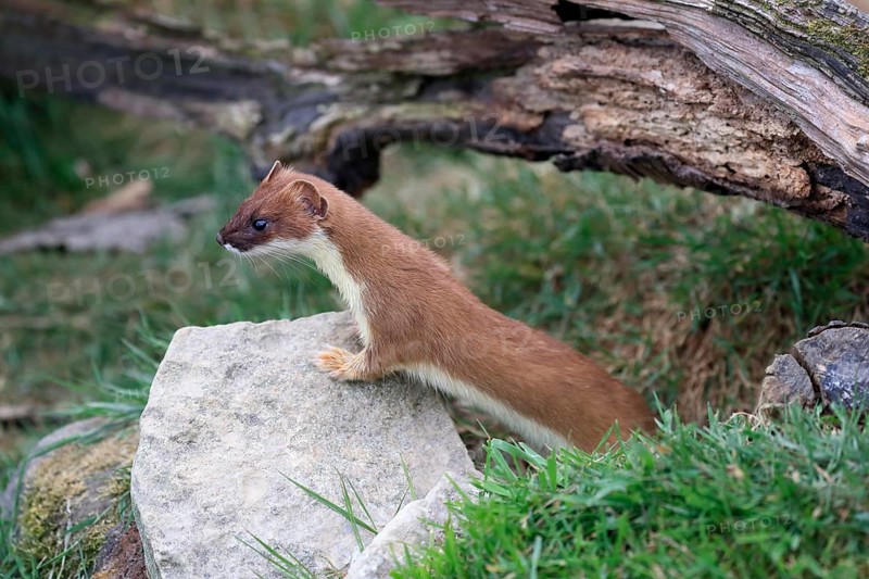 Ermine