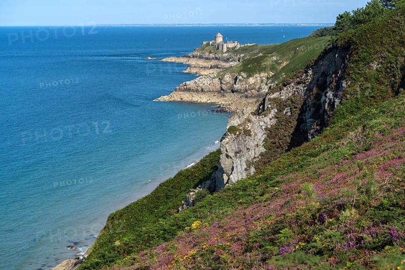 Blooming heath landscape at Cap Frehel and Fort La slat
