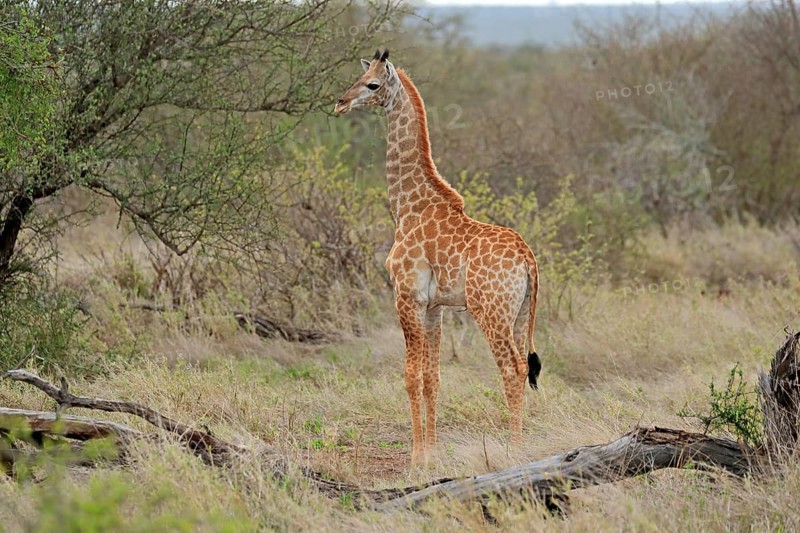 Southern giraffe