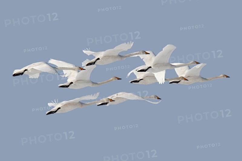 Whooper Swan