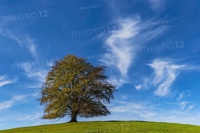 Common beech