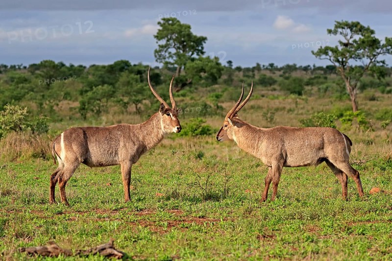 Ellipsen waterbuck