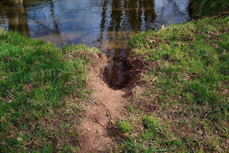 Beaver