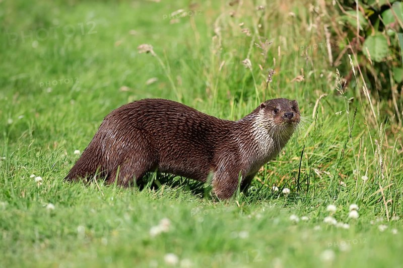 European otter