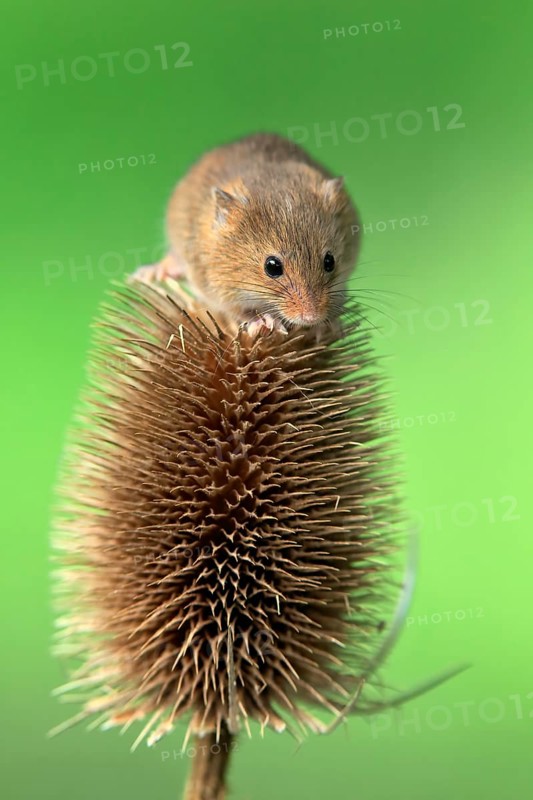 Eurasian harvest mouse