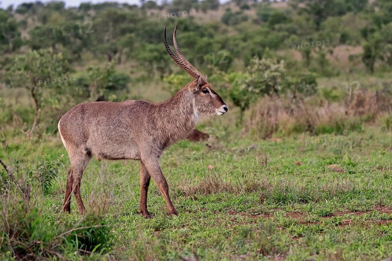 Ellipsen waterbuck