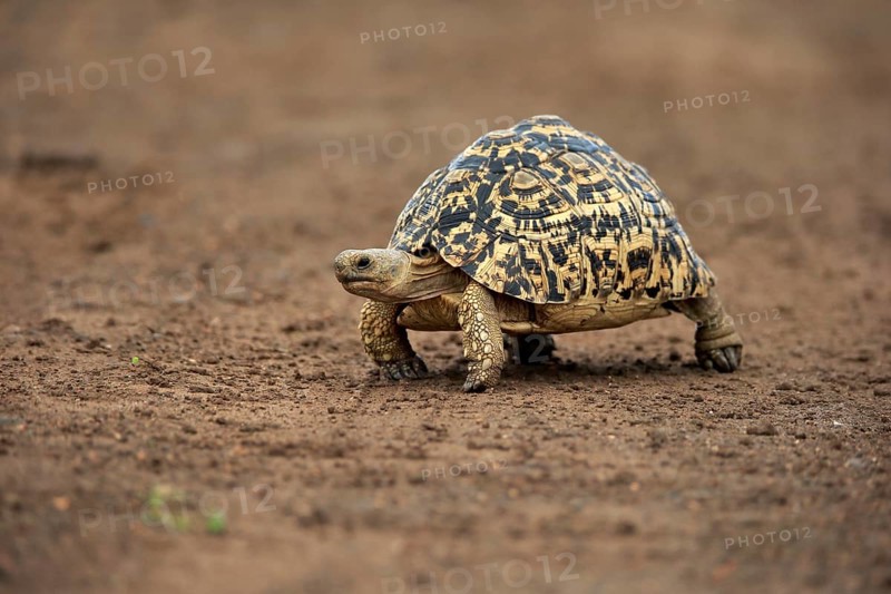 Leopard tortoise