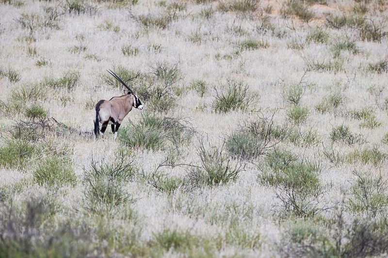 Gemsbok