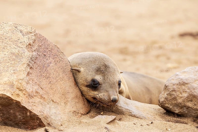 Cape Fur Seal