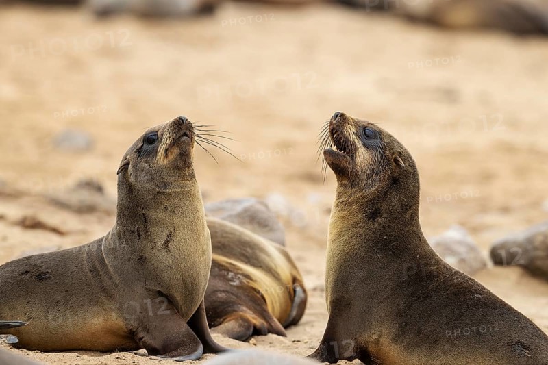 Cape Fur Seal