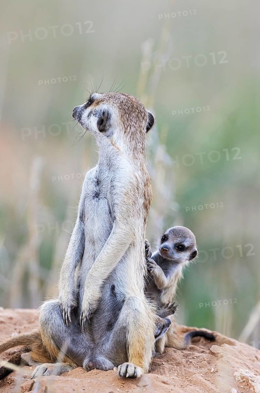 Suricate