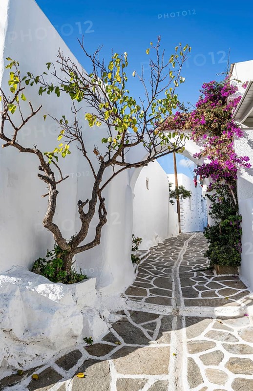 White Cycladic houses and purple bougainvillea
