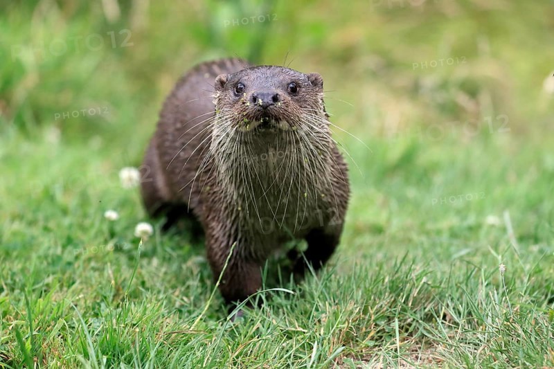 European otter