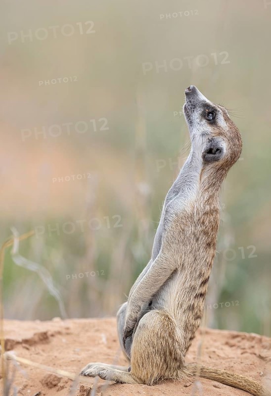 Suricate
