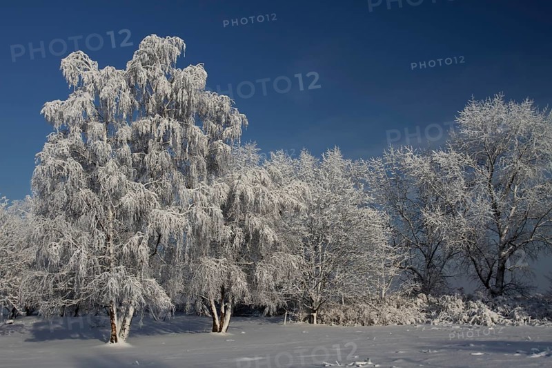Trees with hoarfrost