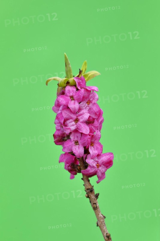 Daphne