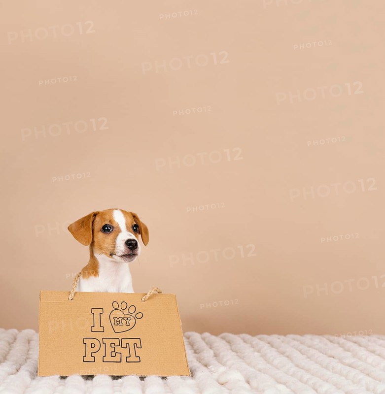 Cute beagle wearing banner
