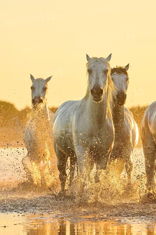 Camargue horses running through the water at sunrise