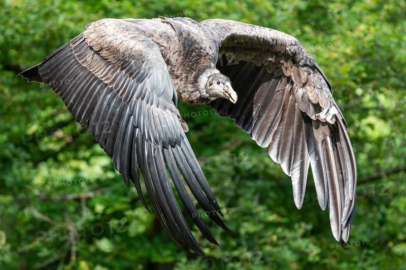 Andean condor