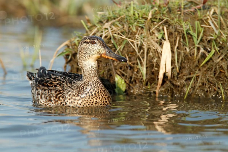 Eurasian teal