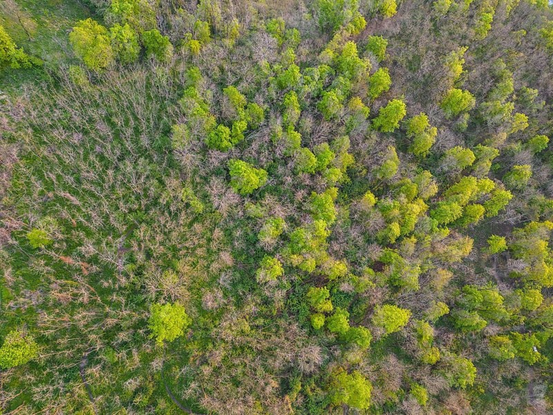 Drone shot forest